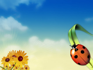 Ladybug flower sunflower blue sky - a lady bug free wallpaper