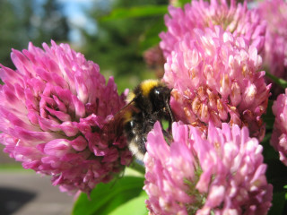 Bee pink flower green leaves - the background and a blurry background of trees free wallpaper