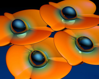Orange flowers black centers blue 2 - subsurface free wallpaper for desktop
