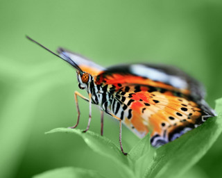 Colorful butterfly green leaf leaves - leaf and grass free wallpaper