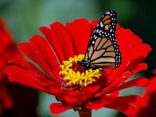 Butterfly red flower yellow stamens - petal free wallpaper