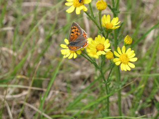 Butterfly yellow flower grass background - a few yellow flower free wallpaper for desktop