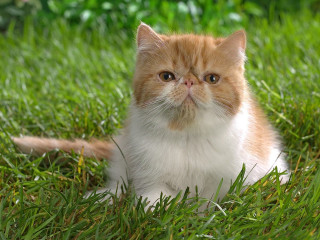 Cat sitting grass sad look 2 - grass free wallpaper for desktop
