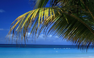 Palm tree beach blue sky 16 - a blue sky and ocean in the background free wallpaper