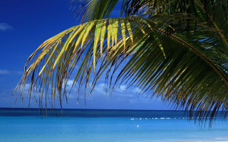 Palm tree beach blue sky 18 - a blue sky and ocean in the background free wallpaper