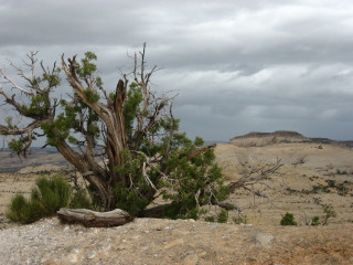 Tree rock desert cloudy sky 4 - a few bush free wallpaper