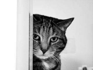 Cat peeking door toothbrush background 2 - rule free wallpaper
