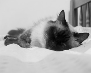Cat sleeping bed white sheets 5 - f 1. free wallpaper