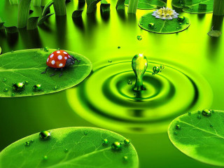 Green pond ladybug leaf lily - environmental art free wallpaper