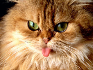 Cat tongue out wide eyes 2 - angry free wallpaper for desktop