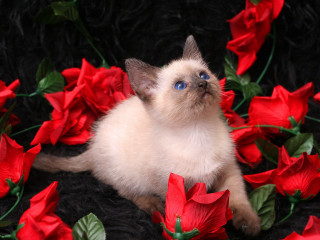 Cat sitting red flowers blue 2 - red flower free wallpaper for desktop