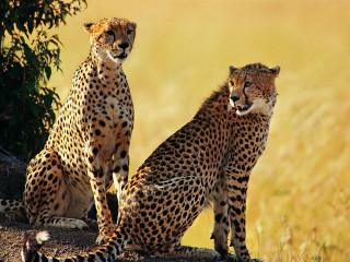 Cheetahs sitting rock grass nature - the other looking free wallpaper