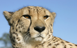 Cheetah looking camera blue sky 2 - a cheetah free wallpaper