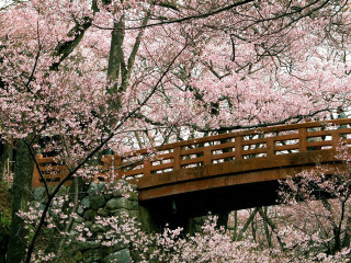 Wooden bridge stream pink flowers - free spring wallpaper for desktop