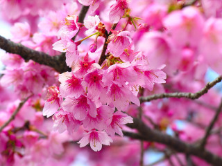 Tree pink flowers blue sky - a close up of a tree free wallpaper