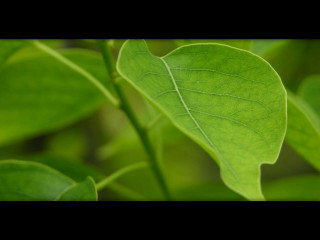 Green leaf macro photorealism black - f 8 aperture free wallpaper