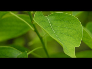 Green leaf black border black 2 - a green leaf free wallpaper