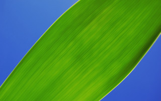 Green leaf blue sky close - a plant free wallpaper