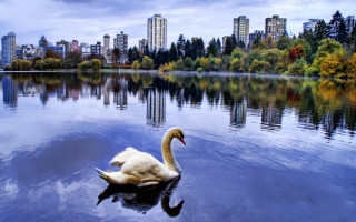 Swan swimming lake city trees - a swan free wallpaper