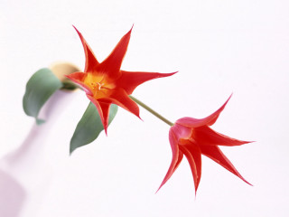 Red flower green leaves vase 3 - simple form free wallpaper