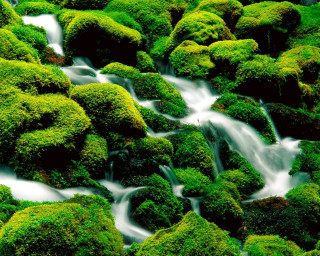 Stream water green mossy forest - moss free wallpaper
