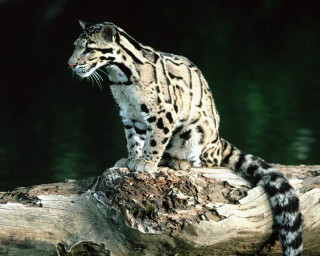 Snow leopard log water dark 2 - a snow leopard free wallpaper