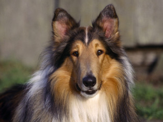 Long haired blue nosed sad 2 - a long hair free wallpaper