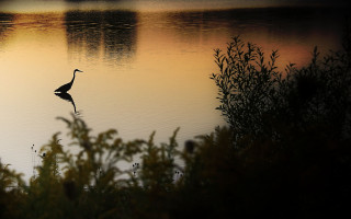 Bird standing water sunset dawn - chris friel free wallpaper