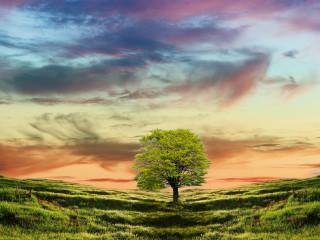 Lone tree field sunset clouds 12 - a lone tree in a field free wallpaper