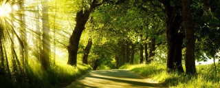 Sunlit road trees grass nature - nature free wallpaper