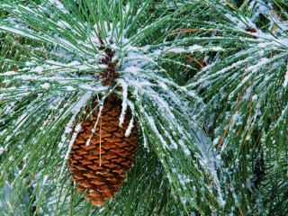 Pine cone snow ice branches 2 - snow and ice free wallpaper for desktop