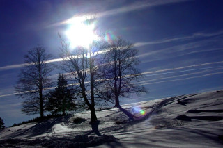 Sunny snowy landscape trees blue - tree and snow free wallpaper