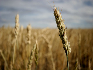 Wheat field sky clouds background 4 - a tilt shift photo free wallpaper