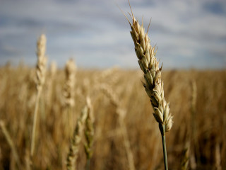 Wheat field sky clouds background 2 - heavy free wallpaper