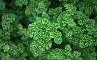 Close up green plants leaves - green plant free wallpaper
