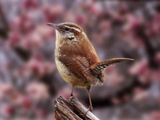Small bird on wooden post - a blurry background of flowers free wallpaper
