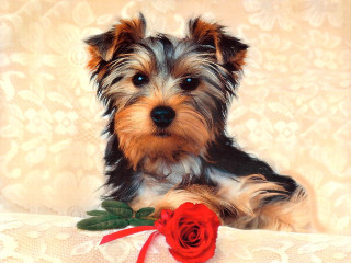 Small dog couch rose mouth - a rose free wallpaper