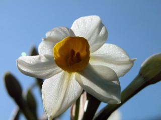 White flower yellow center blue 2 - dirck van der lisse free wallpaper
