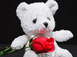 White teddy bear red rose - a black backdrop free wallpaper