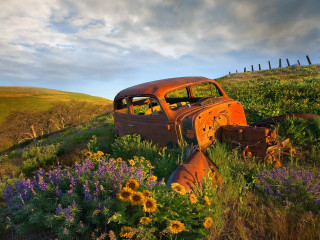 Rusty car field flowers fence 4 - old free wallpaper for desktop