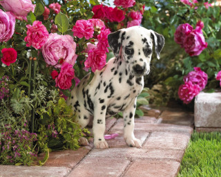 Dalmatian puppy flower garden pink 3 - chang daichien free wallpaper