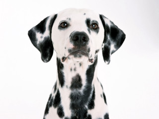 Dalmatian dog sad look white - a dalmatian dog free wallpaper