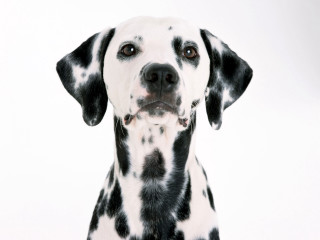 Dalmatian sad dog white background 2 - a dalmatian dog free wallpaper