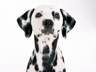Dalmatian sad dog white background 3 - a dalmatian dog free wallpaper