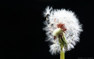 Dandelion black background white flower 5 - a dandelion free wallpaper