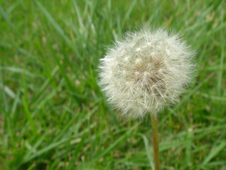 Dandelion field grass blurry background 4 - grass free wallpaper for desktop