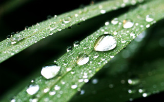 Green leaf water drops bokeh 5 - a white border free wallpaper for desktop
