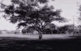 Black white tree park kite 3 - the air above free wallpaper for desktop