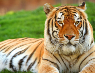 Tiger laying grass eyes closed 2 - its eye free wallpaper