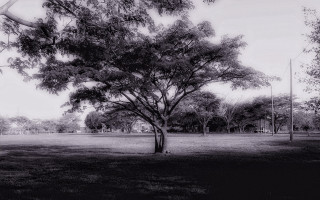 Black white tree park kite 4 - a kite free wallpaper